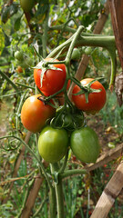 Close up tomato plant with red ripe and green unripe fruits. The plant is supported by wooden stakes in a garden with lush foliage in the background.