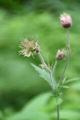 Thistle flower on a background of green leaves
