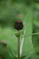 Thistle flower close up against green leaves background
