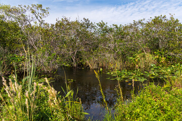 Swamp land at Everglades National Park, Florida, United States