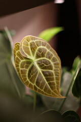 CloseUp of a Unique Leaf Featuring Intricate and Detailed Veining Patterns and Textures