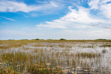 Swamp land at Everglades National Park, Florida, United States