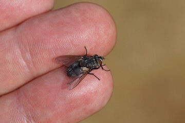 Female tachinid fly Blepharipa pratensis resting on a hand. Non biting!. Synonym Panzeria rudis. Subfamily Exoristinae, tribe Goniini, fam Tachinidae