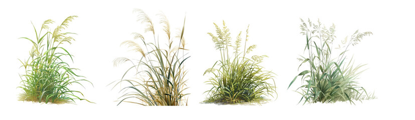 Fototapeta premium Variety of Grass Types Isolated Transparent Background PNG Image