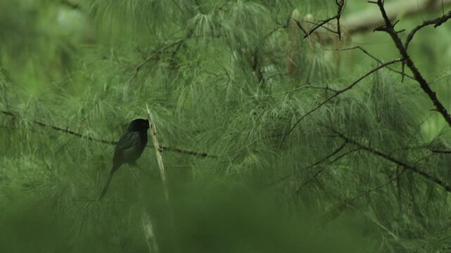 Racket-tailed drongo bird standing on pine branch.