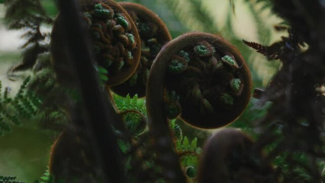 New Zealand Fern Koru. Curled up in native bush. Young plant