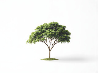 tree isolated on white