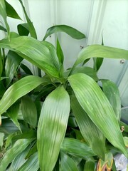 close up of leavesgreen plants growing on the side of the road