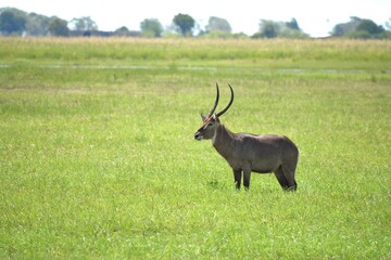 アフリカの野生のウォーターバック