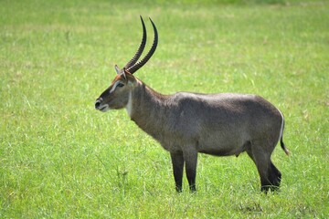 アフリカの野生のウォーターバック