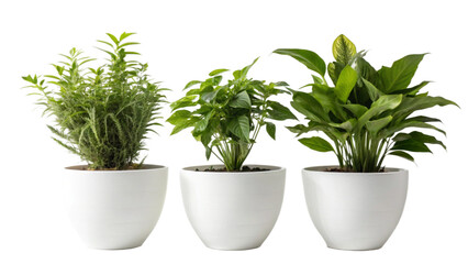 Naklejka premium Big Green Fresh Houseplants Set. Interior Design Mockup. Front View. Ai Generative