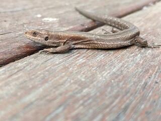 The viviparous lizard (Zootoca vivipara) is a species of lizard in the family Lacertidae