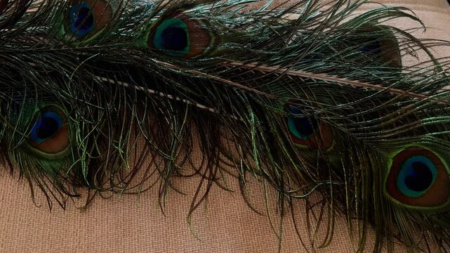 woman touching the peacock feathers