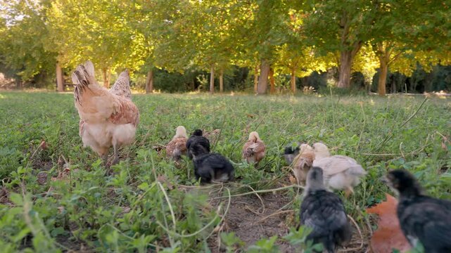 A mother hen leads her chicks across a grassy area in a park filled with tall trees. The vibrant green grass reflects the warm afternoon sunlight, creating a serene atmosphere.