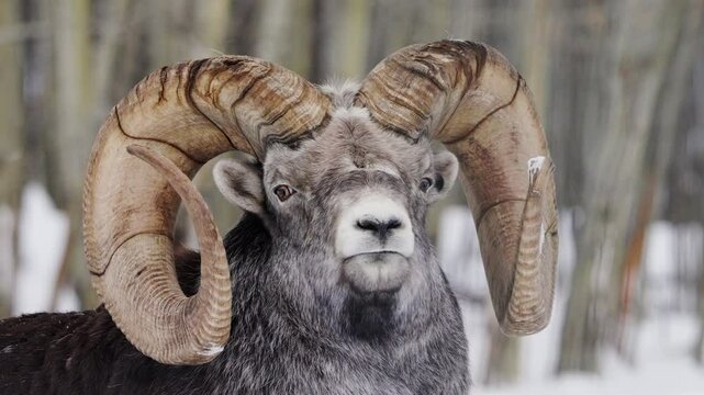 Head Of Male Stone Sheep With Curved Horns Near Whitehorse In Yukon, Canada. closeup, slow motion