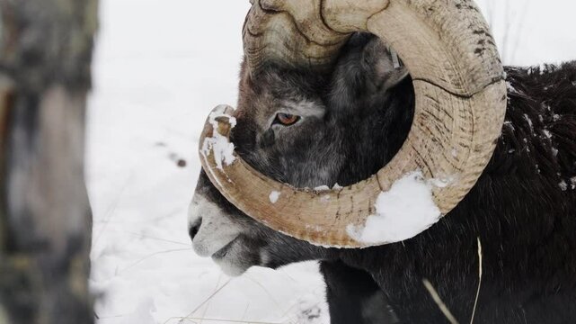Close-up Portrait Of Stone's Sheep (Ovis dalli stonei) During Winter In Yukon, Canada.