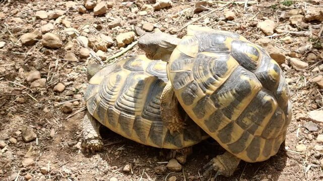 Wild turtle reproducing in the nature