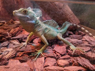 Basilisk (Basiliscus) is a genus of lizards of the infraorder Iguanidae of the order Squamata