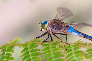 Close-up of dragonfly called Anax parthenope, France.