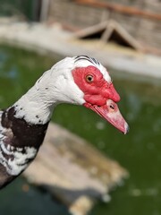 Cairina moschata is a species of large duck, common in the wild of South America and Mexico