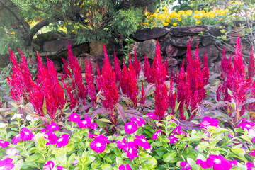 Pink and purple blossoms bloom in a colorful spring garden