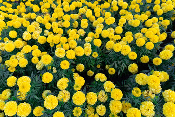 Sunflowers bloom brightly in a field of golden yellow
