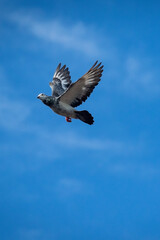 grizzle homing pigeon flying mid air against beautiful blue sky