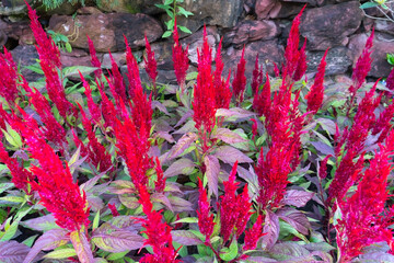 Red flowers bloom vibrantly against green leaves in a summer garden