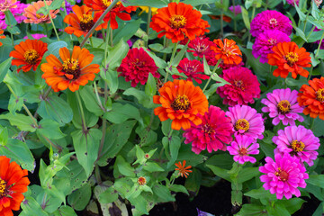 The colorful beauty of nature blooms in the garden with pink and yellow flowers