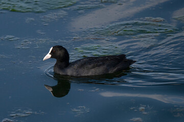 pato en el agua