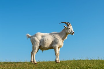Obraz premium goat standing on a grassy hill with a blue sky in the background