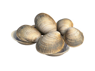 Fresh clams transparent background isolated seafood delight captured in studio setting