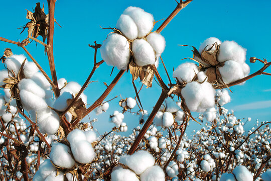 Cotton branches in a cotton field ready for harvest