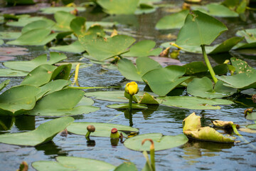 Swamp land at Everglades National Park, Florida, United States
