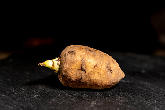 photo de nature morte d'un l&eacute;gume d&eacute;licieux et oubli&eacute;, le cerfeuil tub&eacute;reux en isol&eacute;, gros plan, sur fond noir