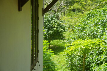 window with green leaves