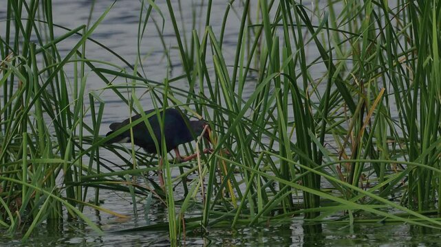 Australasian swamphen bird feeding at marshland.