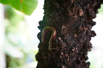 tree trunk millipede with green leaves