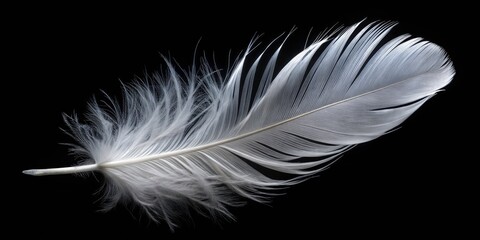 Obraz premium Isolated White Feather on Black Background - Minimalist Photography of a Single Bird Feather for Artistic and Nature-Inspired Stock Images