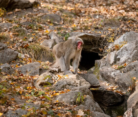 Japanese Macaque Monkey Resides In Zoo