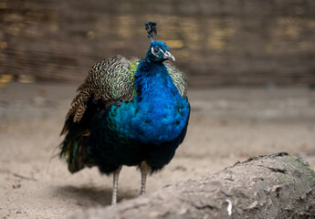 Fototapeta premium Peacock In Zoo Stands Out Against Blurred Background