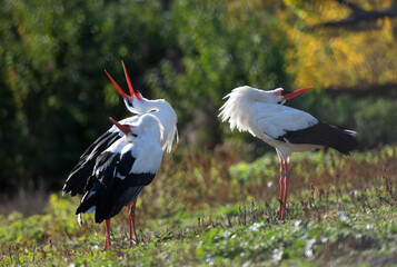 Two White Storks Are Conflicting In The Meadow