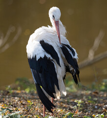 Stork On Lake Shore Experiences Autumn