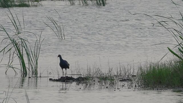 Australasian swamphen bird flying off from lake.