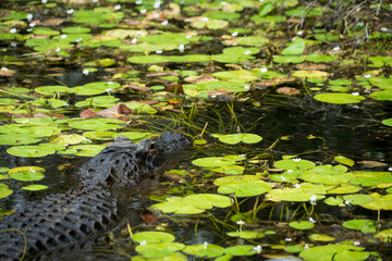 Everglades National Park, Florida, United States