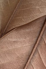 Mocha Mousse, Pantone 2025. natural background - beige autumn dry leaf with veins close up
