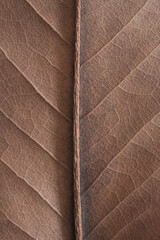 Bilder mit Rahmen Mocha Mousse, Pantone 2025. natural background - beige autumn dry leaf with veins close up