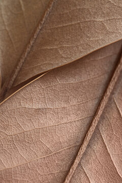 Mocha Mousse, Pantone 2025. natural background - beige autumn dry leaf with veins close up