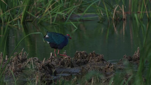 Australasian swamphen bird eating a fruit.