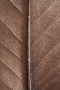 Mocha Mousse, Pantone 2025. natural background - beige autumn dry leaf with veins close up
